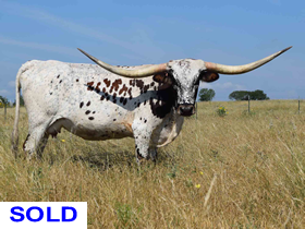 Rocking O Longhorns - Sold Cattle